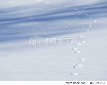 一月(冬季)雪地上的動物腳印和樹影 一月(冬季)雪地上的動物腳印和樹影 86079442