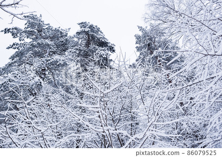 Snowy winter forest. Snow-white road with a ski track. Snow covered trees and bushes 86079525