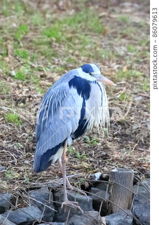 灰鷺在水邊尋找食物 86079613