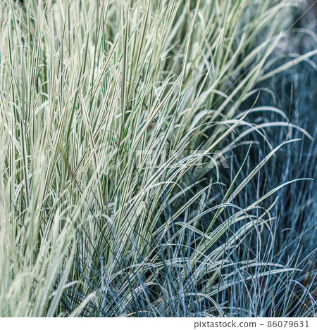Decorative blue grass and white green striped. Blue Fescue and Arrhenatherum elatius bulbosum variegatum. Natural background Decorative blue grass and white green striped. Blue Fescue and Arrhenatherum elatius bulbosum variegatum. Natural background 86079631