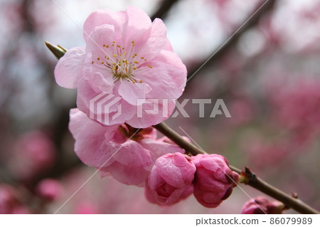 小白 小白 86079989