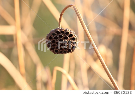 Landscape of Hass Pond in winter Landscape of Hass Pond in winter 86080128