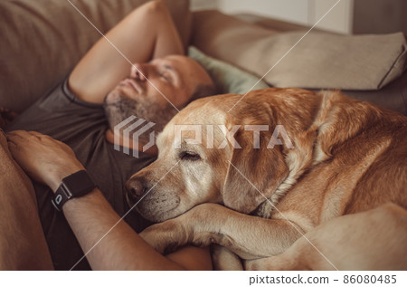 a man sleeps on the couch with a Labrador dog a man sleeps on the couch with a Labrador dog 86080485