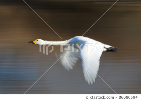 Oppe River Swan Flying Ground, Kawajima-cho, Hiki-gun, Saitama Prefecture 86080594