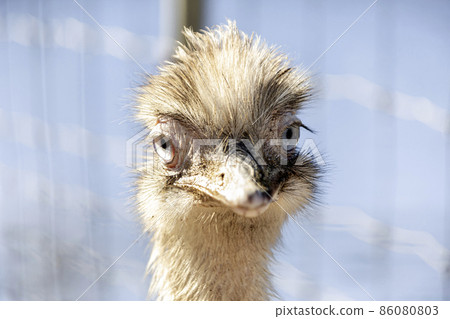 Birds with white underside of wings Rare eyes Rare head up [Birds] 86080803