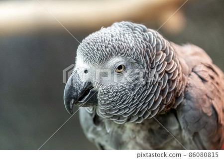 Head-up image of Yoom [Parrots, Parakeet] 86080815