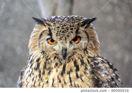 Spotted eagle owl staring at the lens with a fearless look Spotted eagle owl staring at the lens with a fearless look 86080816