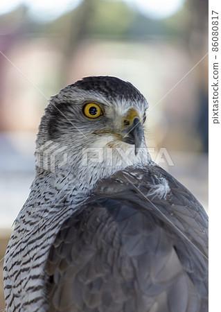 The sharp line of sight of the hunter goshawk [eye light] 86080817