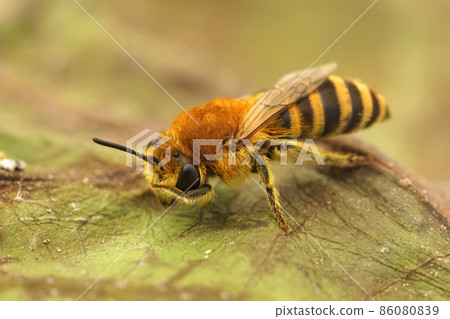 Closeup of a Bare-saddled Colletes similis cleaning of it's face , on a dried up leaf Closeup of a Bare-saddled Colletes similis cleaning of it's face , on a dried up leaf 86080839