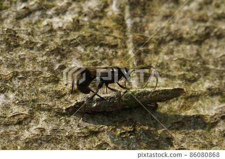 Closeup on an parasitic ichneumonid wasp , Nippocryptus vittatorius ovipositing on a cocoon form Taleporia tubulosa Closeup on an parasitic ichneumonid wasp , Nippocryptus vittatorius ovipositing on a cocoon form Taleporia tubulosa 86080868