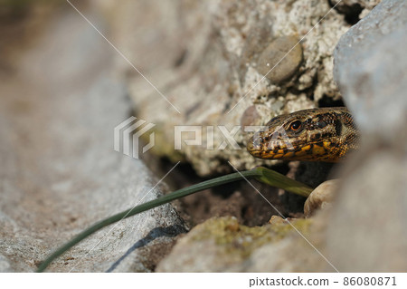 Closeup on a fearful looking common wall lizard, Podarcis muralis , peaking out of her nest hidden under stones 86080871