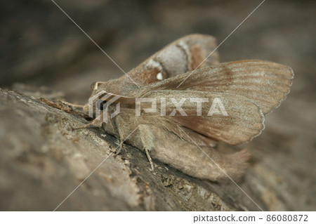 Closeup on a Pine-tree Lappet moth, Dendrolimus pini, trying to take-off from a trunk of a tree in Southern France 86080872