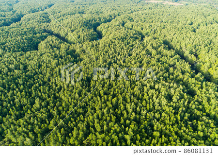 Amazing abundant mangrove forest Aerial view of forest trees Rainforest ecosystem and healthy environment background Texture of green trees forest top down High angle view Amazing abundant mangrove forest Aerial view of forest trees Rainforest ecosystem and healthy environment background Texture of green trees forest top down High angle view 86081131