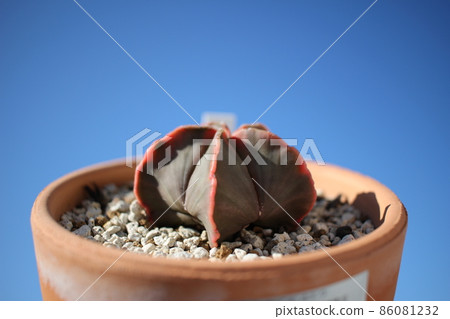 Cactus autumn leaves Hekiran Cactus autumn leaves Hekiran 86081232