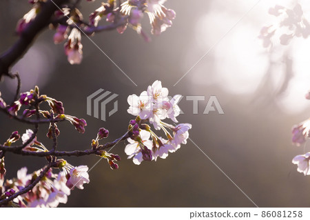 Cherry blossoms 86081258