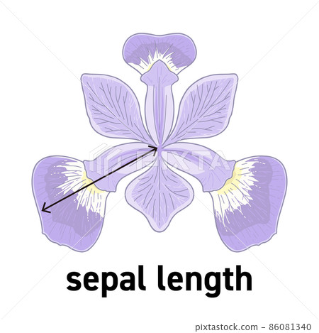 Illustration of the length of the iris flower gaku 86081340