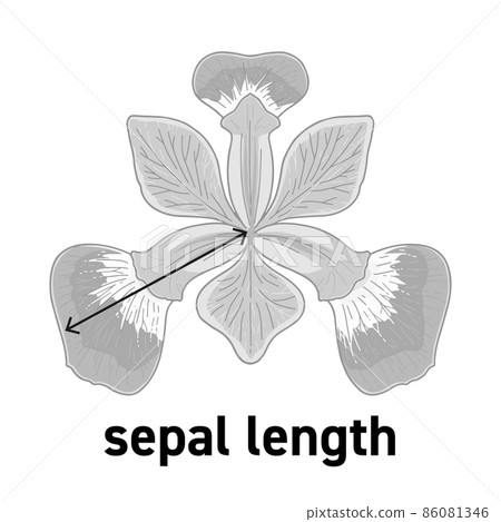 Illustration of the length of the iris flower gaku Illustration of the length of the iris flower gaku 86081346