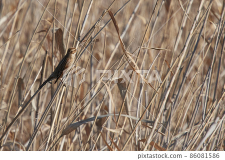手賀沼湖野鳥冬季蘆葦鹀 手賀沼湖野鳥冬季蘆葦鹀 86081586