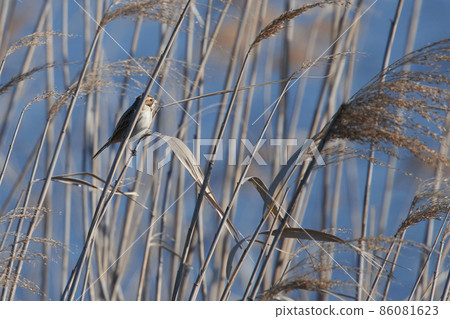 手賀沼湖野鳥冬季蘆葦鹀 手賀沼湖野鳥冬季蘆葦鹀 86081623