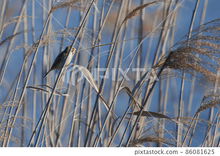 手賀沼湖野鳥冬季蘆葦鹀 86081625