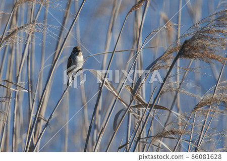 手賀沼湖野鳥冬季蘆葦鹀 手賀沼湖野鳥冬季蘆葦鹀 86081628