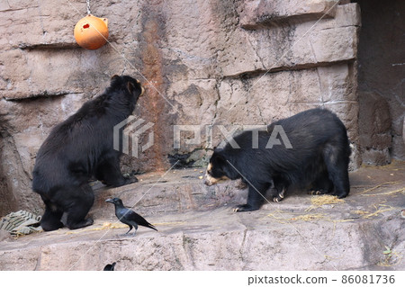 動物園的風景，有熊山，有兩隻眼鏡熊和一隻烏鴉 86081736