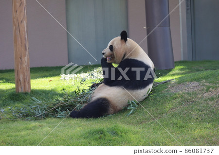 大熊貓在竹草前吃竹子的動物園景觀 大熊貓在竹草前吃竹子的動物園景觀 86081737