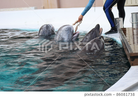 兩隻寬吻海豚和兩隻里索海豚從水族館的水池中出現，並從飼養員那裡接受食物。 86081738