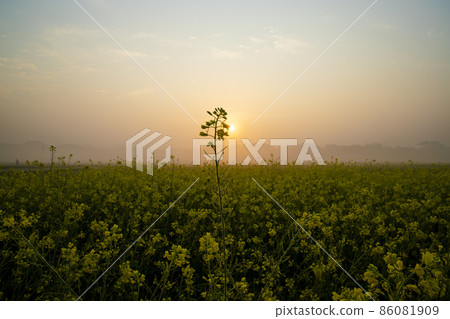 Dewdrops-wet yellow mustard flowers in the field with Winter Morning foggy Golden Sunrise landscape view Dewdrops-wet yellow mustard flowers in the field with Winter Morning foggy Golden Sunrise landscape view 86081909