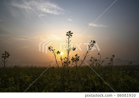 Dewdrops-wet yellow mustard flowers in the field with Winter Morning foggy Golden Sunrise landscape view Dewdrops-wet yellow mustard flowers in the field with Winter Morning foggy Golden Sunrise landscape view 86081910
