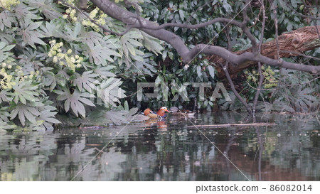 A photo of a mandarin duck playing in a pond A photo of a mandarin duck playing in a pond 86082014