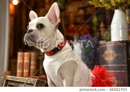 復古背景中推薦的法國鬥牛犬 復古背景中推薦的法國鬥牛犬 86082703