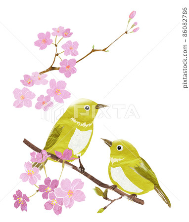 A wild bird that announces spring with a cherry tree A wild bird that announces spring with a cherry tree 86082786