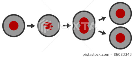 Illustration of cells dividing and proliferating 86083343