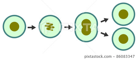 Illustration of cells dividing and proliferating Illustration of cells dividing and proliferating 86083347