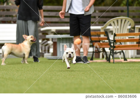 法國鬥牛犬玩狗跑 法國鬥牛犬玩狗跑 86083606