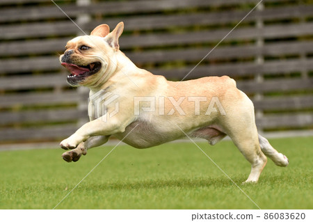 法國鬥牛犬玩狗跑 86083620