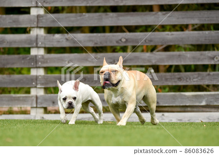 French bulldog playing in dog run 86083626