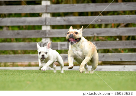 French bulldog playing in dog run French bulldog playing in dog run 86083628