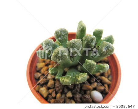 Kamies Bergense 86083647