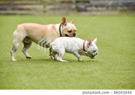 how fast to bulldogs run