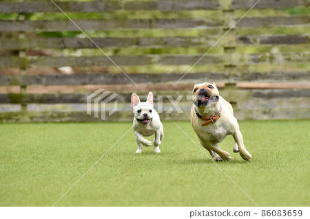 法國鬥牛犬玩狗跑 86083659