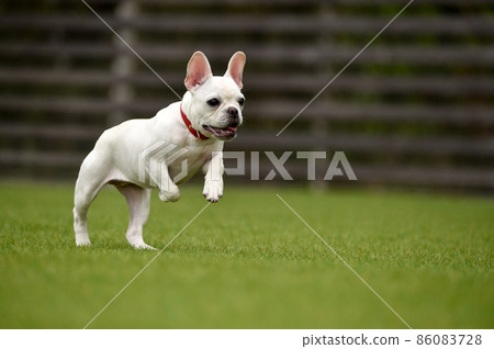 French bulldog playing in dog run 86083728
