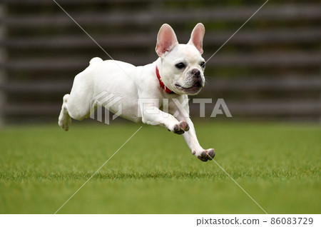French bulldog playing in dog run French bulldog playing in dog run 86083729