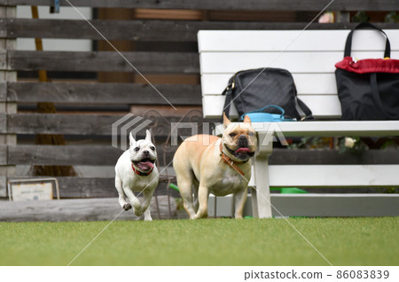 French bulldog playing in dog run French bulldog playing in dog run 86083839