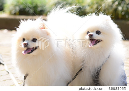 白色的博美犬與可愛的笑容 白色的博美犬與可愛的笑容 86083965