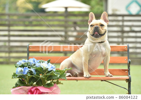 狗跑推薦的法國鬥牛犬 狗跑推薦的法國鬥牛犬 86084122