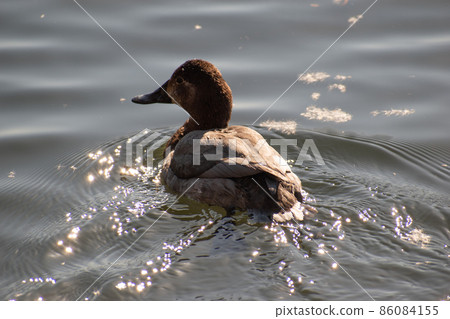Common pochard swimming in the pond surrounded by the sun Common pochard swimming in the pond surrounded by the sun 86084155