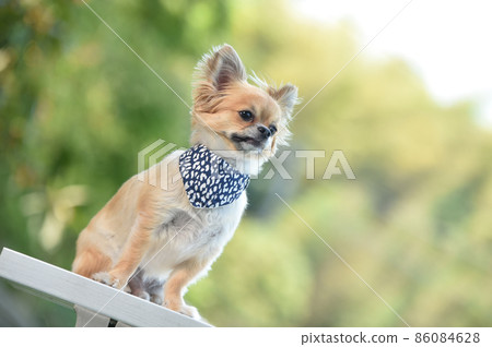 吉娃娃在自然 86084628