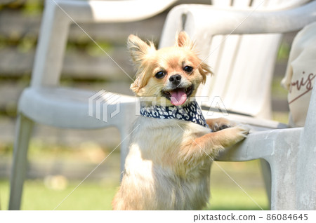 Chihuahuas in nature 86084645